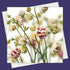 Aquilegia Greeting Card by Fiona Calder_Just Makers
