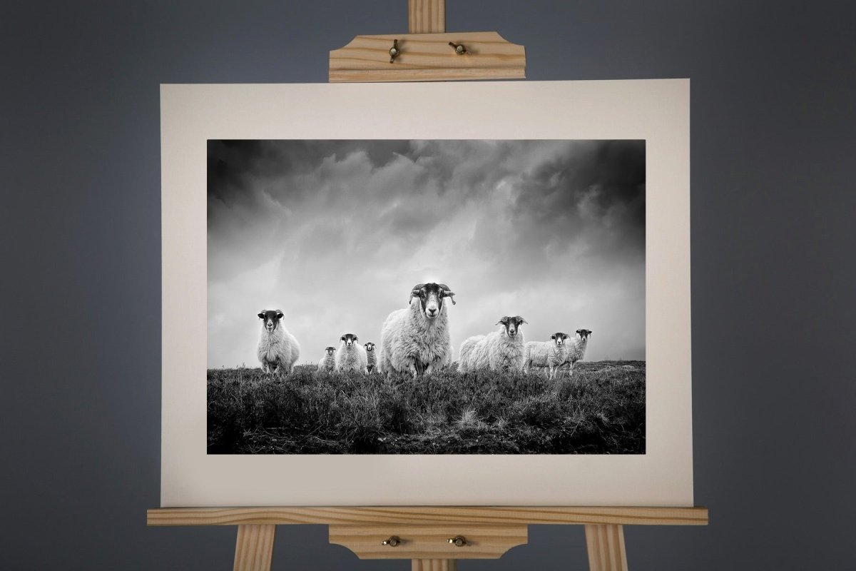 Black and White Sheep Photograph - Paula Beaumont Adventures - Just Makers Paula Beaumont Adventures
