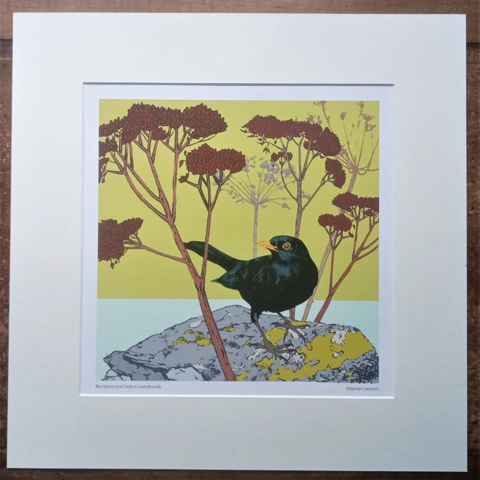 Blackbird and Sedum Seedheads print by Umbellifer_Just Makers
