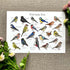 British Garden Birds Print - HD Designs_Just Makers