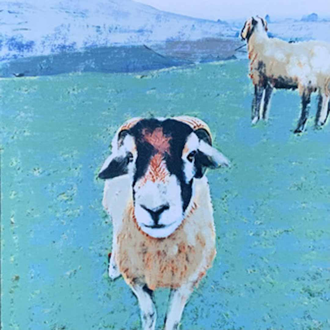 Sheep with a distinctive face pattern standing in a field with mountains in the background_Gill Kirk_Just Makers