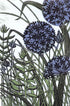 Giant Alliums Unframed Linocut Print_Just Makers