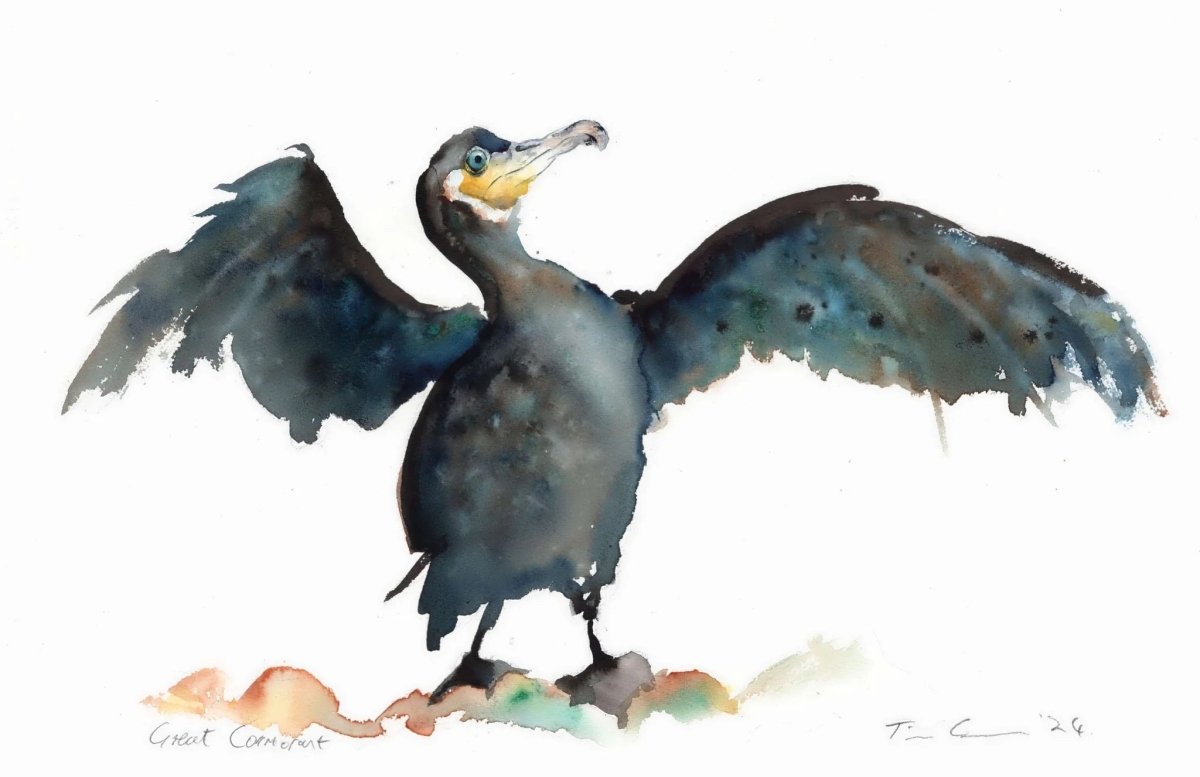 Great Cormorant A5 Giclee Print - Tim Gomersall Art - Just Makers Tim Gomersall Art