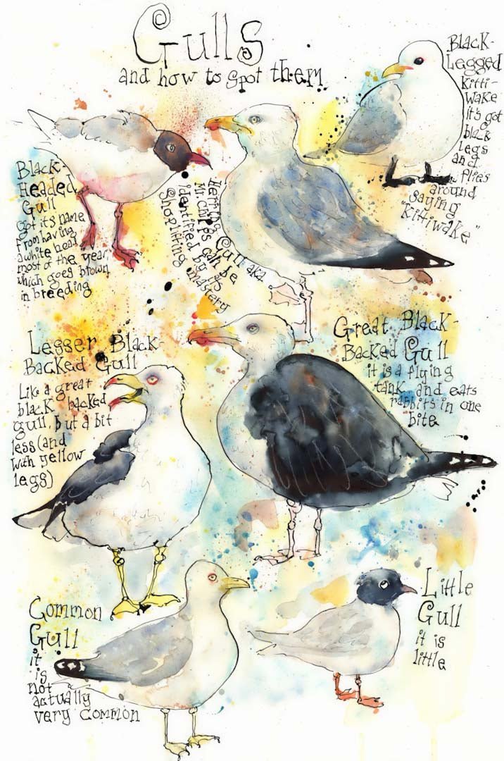 Gulls and How To Spot Them Giclee Print - Tim Gomersall Art - Just Makers Tim Gomersall Art