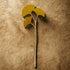 Hand Painted Ginkgo Flower Stem - Natty Deco_Just Makers