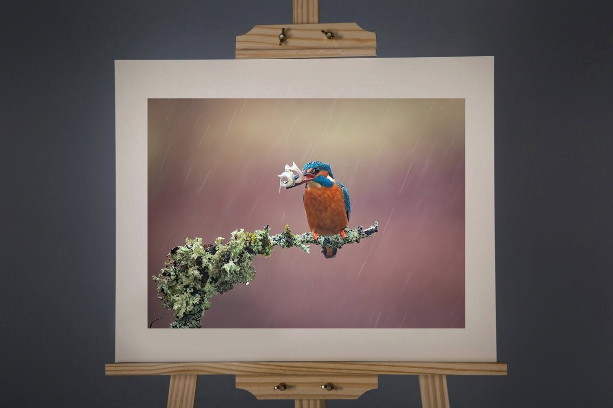 Kingfisher 2 Photograph - Paula Beaumont Adventures - Just Makers Paula Beaumont Adventures