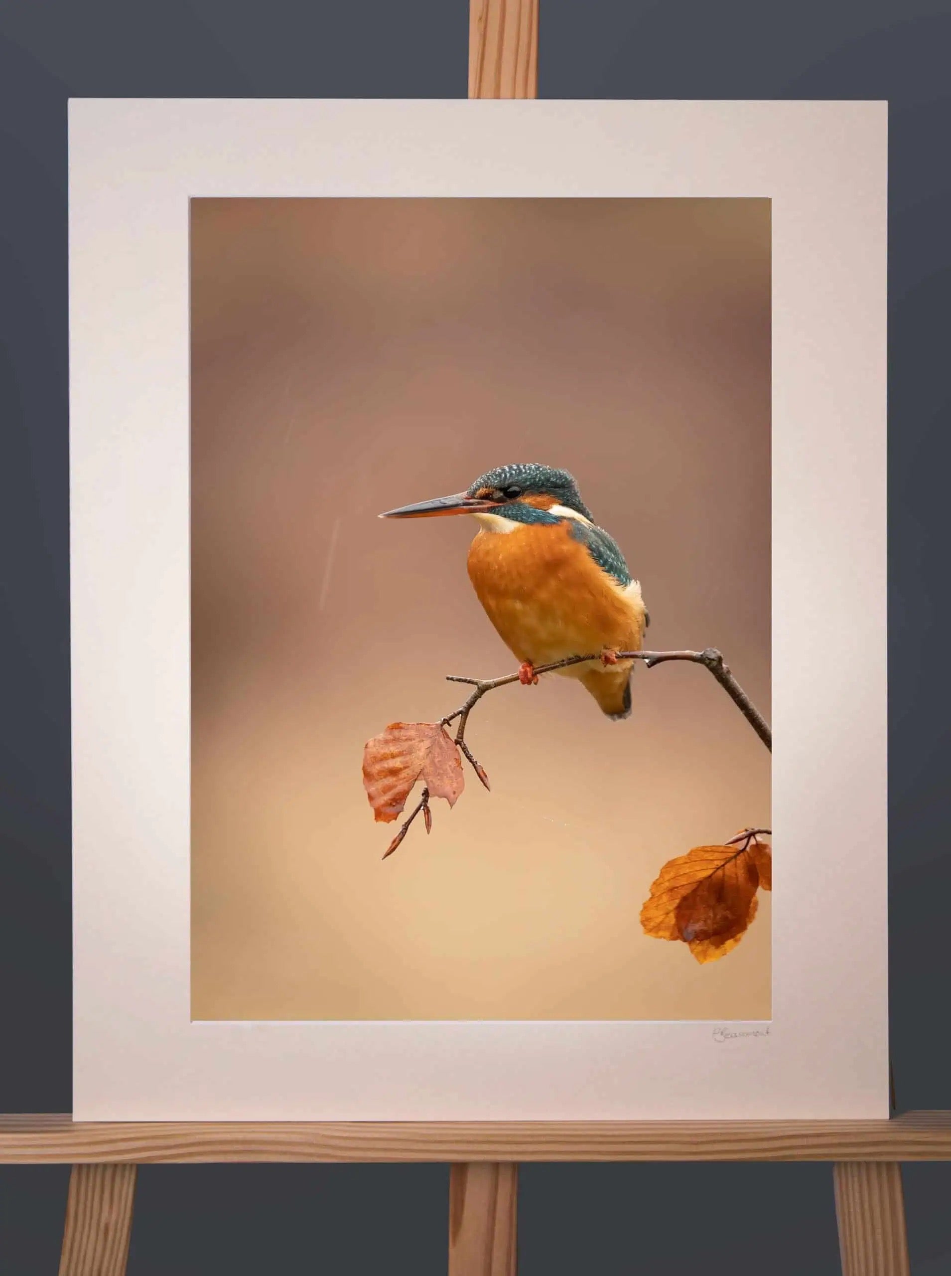 Kingfisher 3 Photograph - Paula Beaumont Adventures_Just Makers