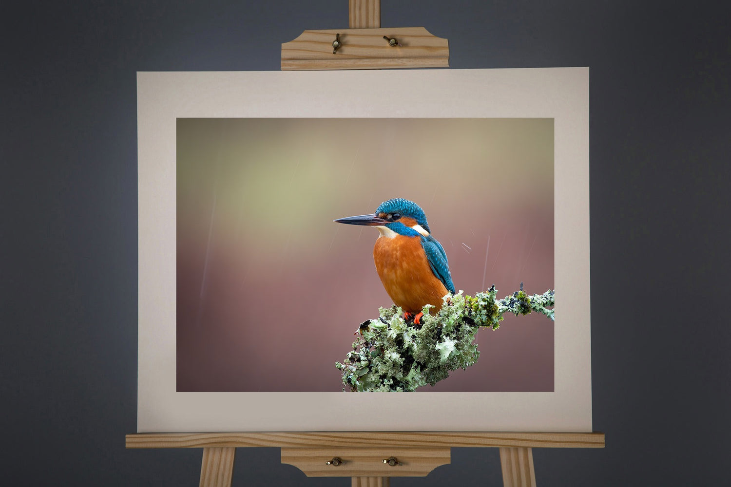 Kingfisher Photograph_Paula Beaumont_Just Makers