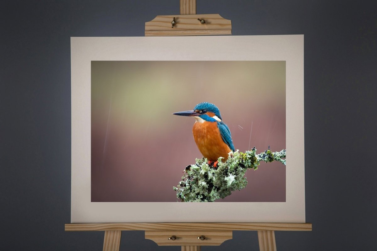 Kingfisher Photograph - Paula Beaumont Adventures - Just Makers Paula Beaumont Adventures