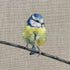 Little Blue Tit Greeting Card_Just Makers