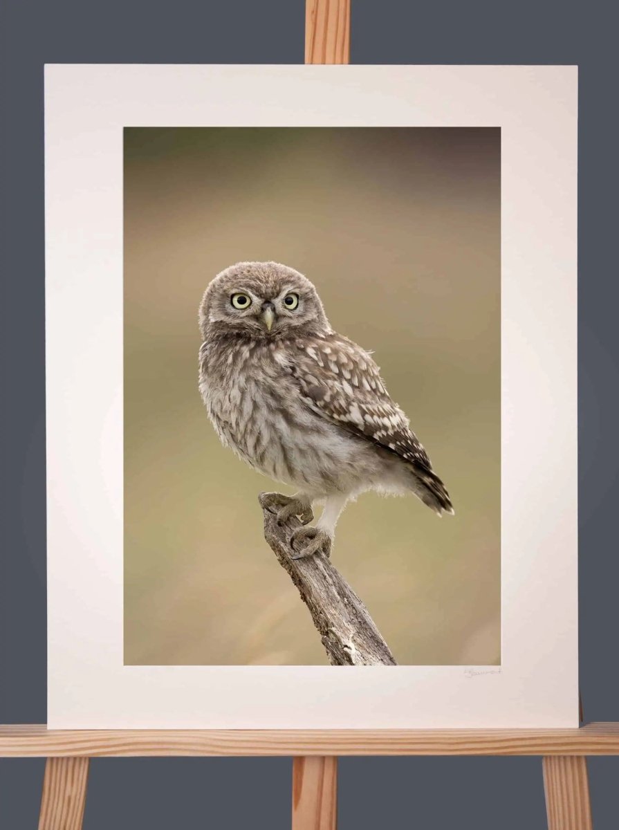 Little Owl Photograph - Paula Beaumont Adventures - Just Makers Paula Beaumont Adventures