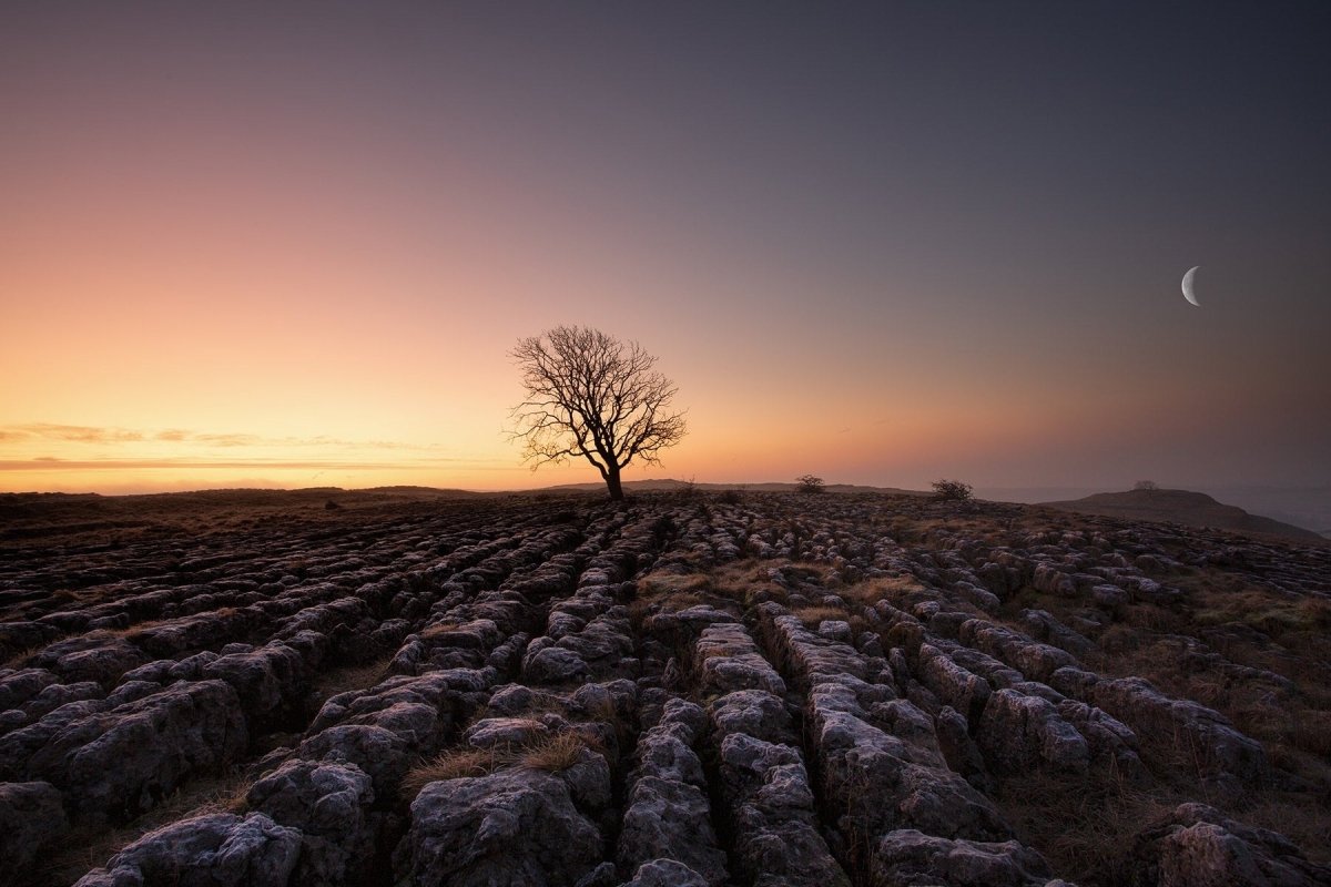 Malham Lone Tree Photograph - Paula Beaumont Adventures - Just Makers Paula Beaumont Adventures