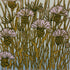 Melancholy Thistle Greeting Card - Rachel Knowles_Just Makers