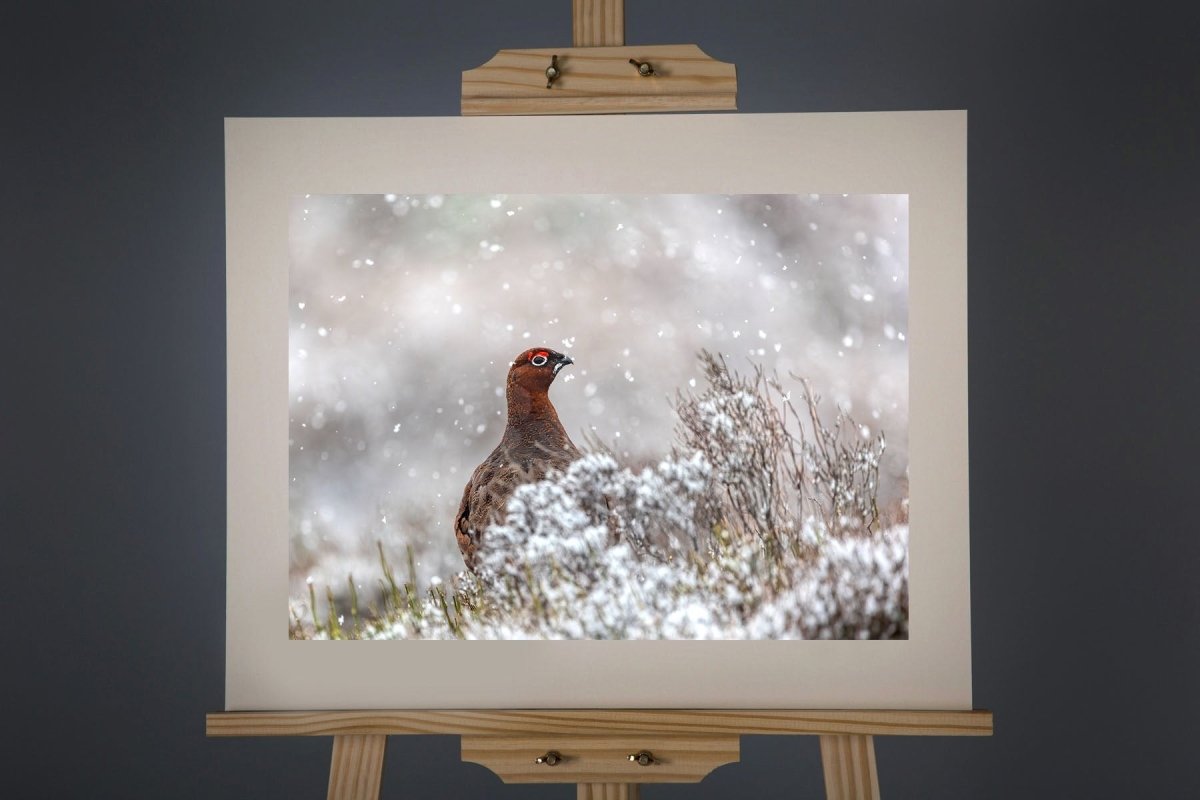 Red Grouse Photograph - Paula Beaumont Adventures - Just Makers Paula Beaumont Adventures