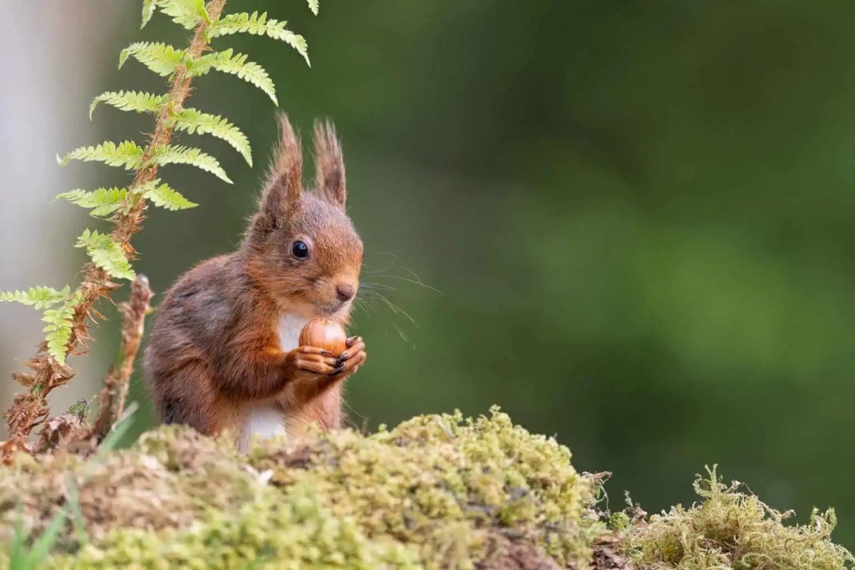 Red Squirrel Photograph - Paula Beaumont Adventures - Just Makers Paula Beaumont Adventures