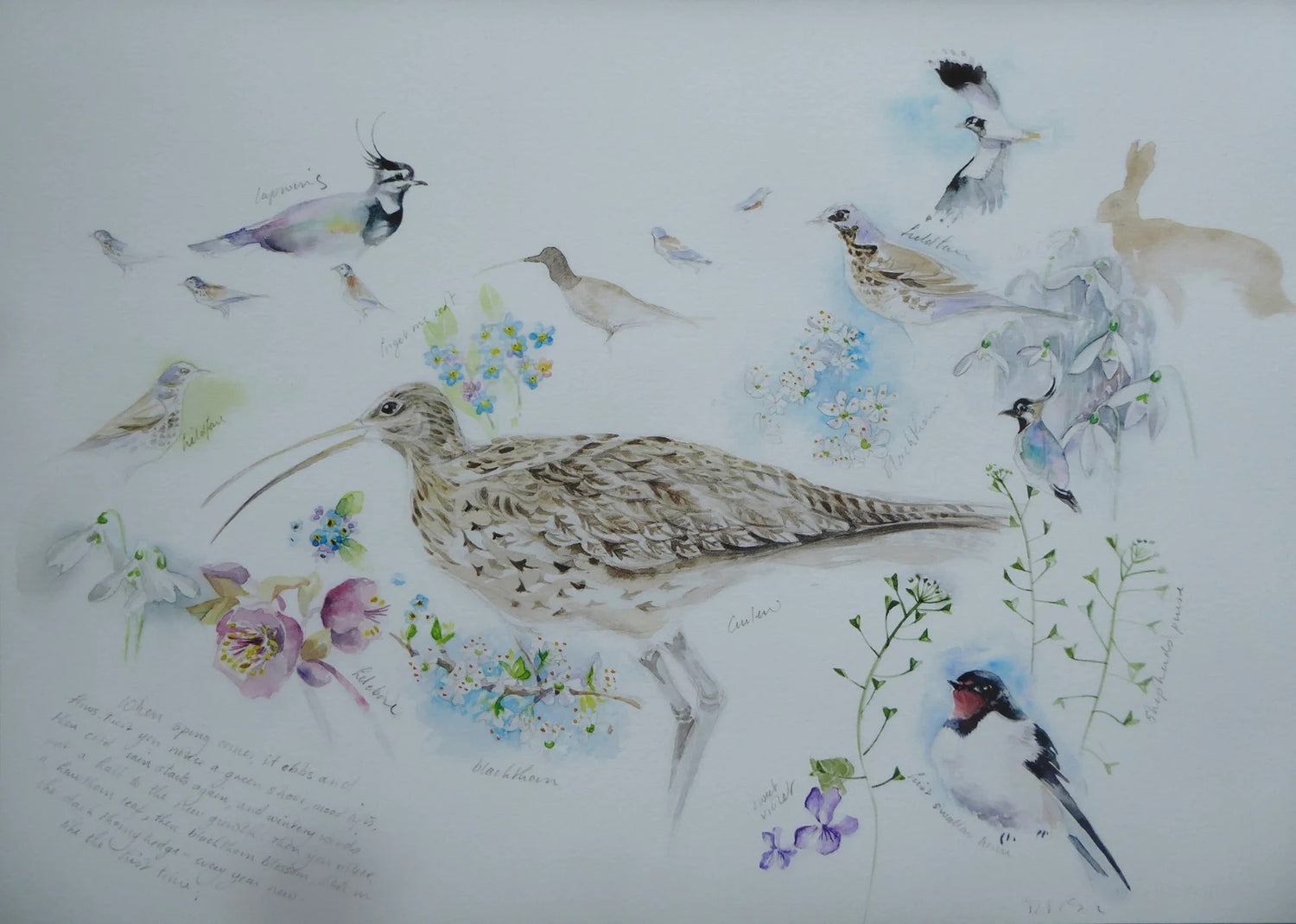 Spring Birds, Curlew and Flowers Watercolour Study Print - Moira Mctague_Just Makers