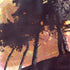 Artistic depiction of trees with a colorful background_ Gill Kirk_Just Makers