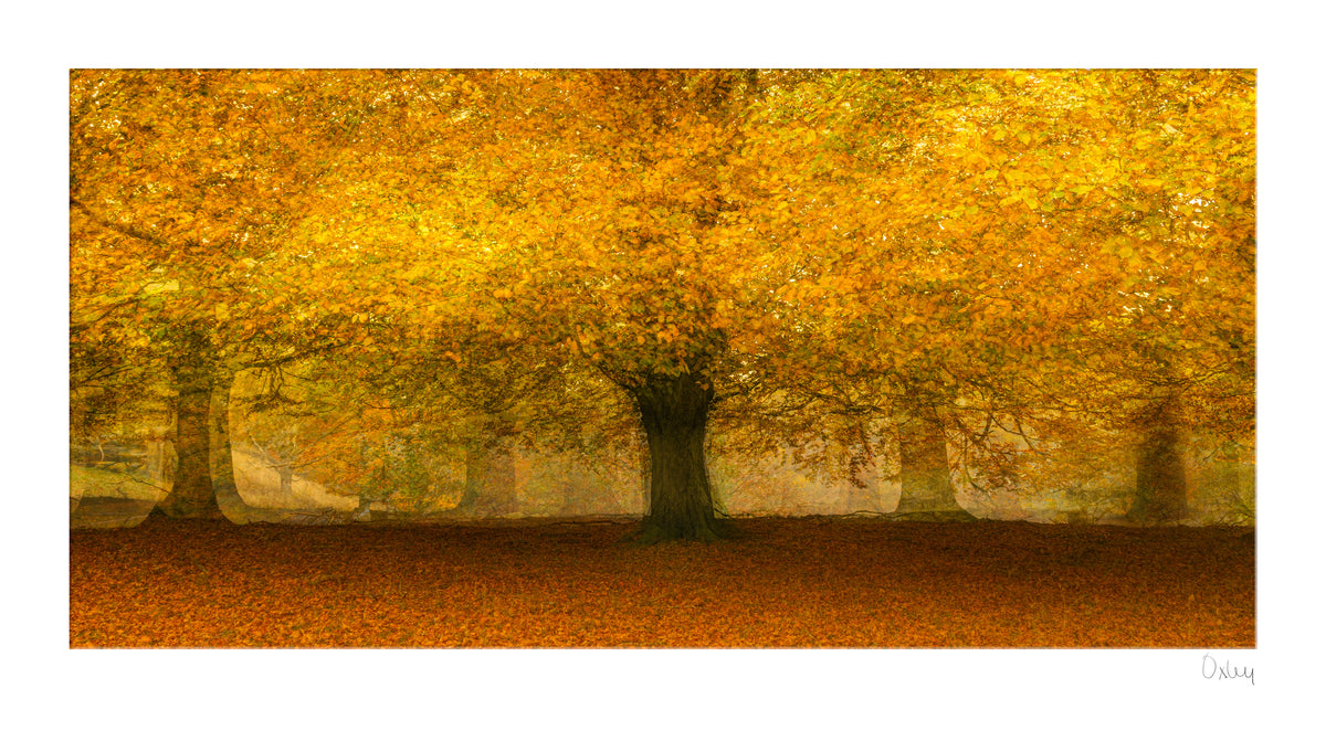 Autumn scene with a tree covered in yellow leaves