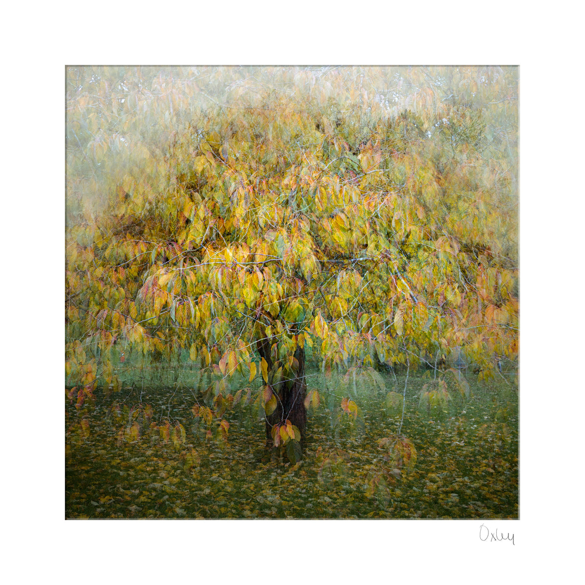 Cherry Tree, Valley Gardens Mounted Photograph - Steve Oxley_Just Makers