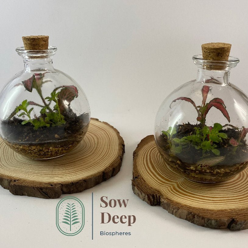 Create your own Terrarium Workshop 13 July - Just Makers Just Makers