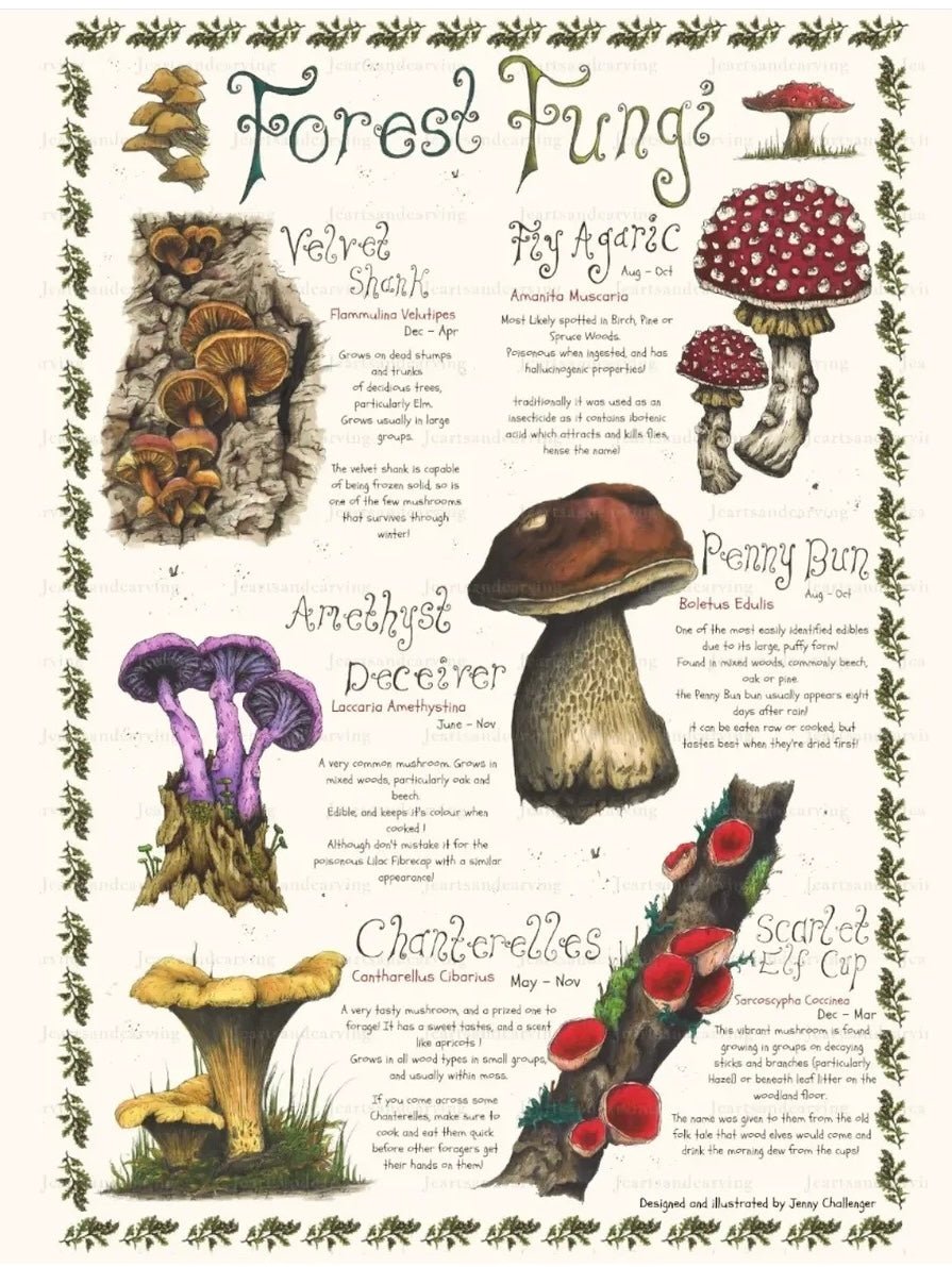 Forest Fungi Poster Print - Jenny Challenger_just makers1
