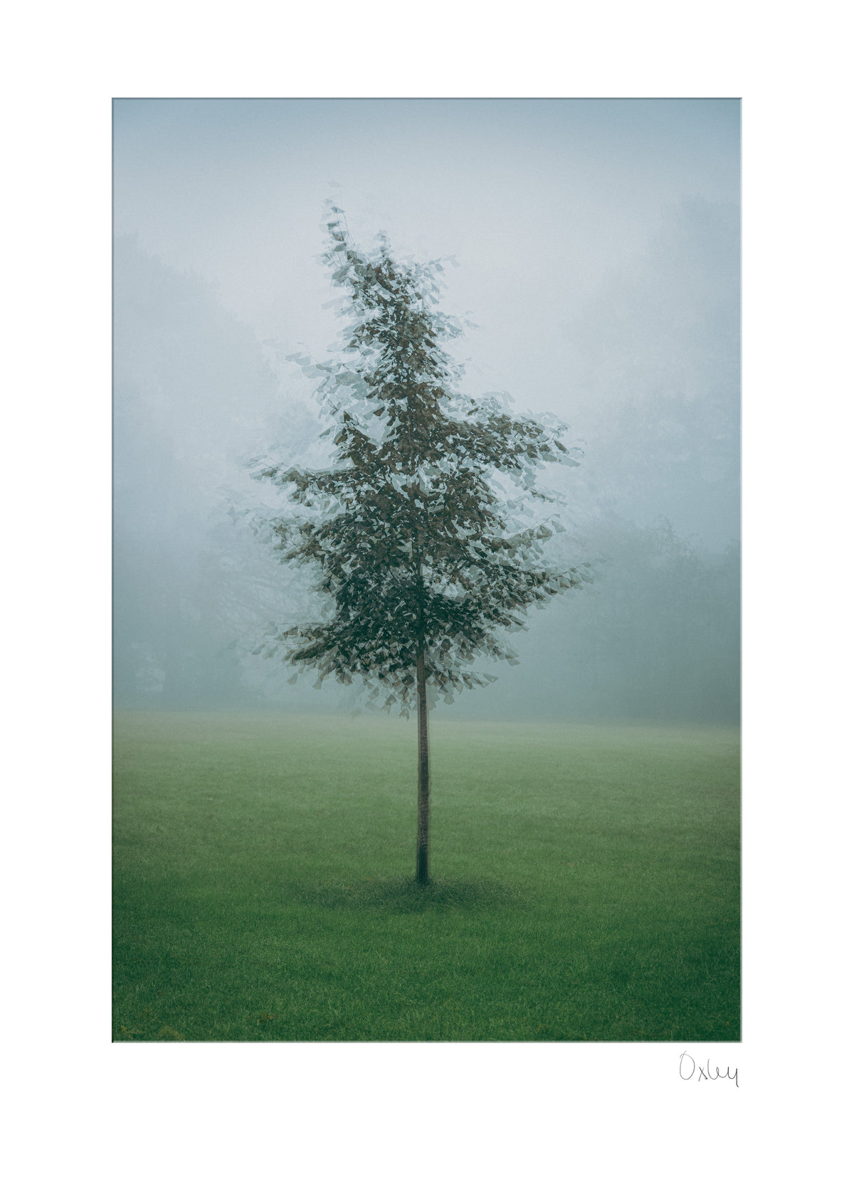 Single tree in a foggy field
