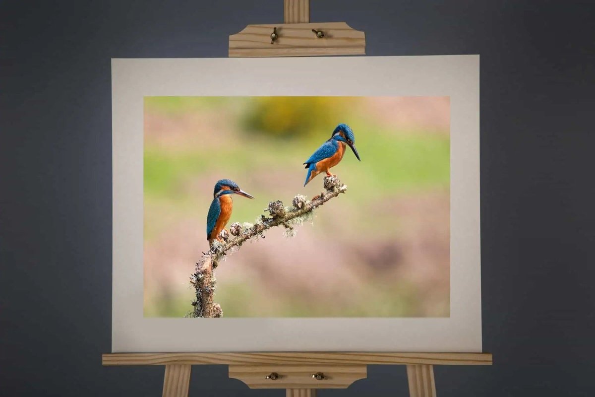 Mr and Mrs Kingfisher Photograph - Paula Beaumont Adventures_Just Makers