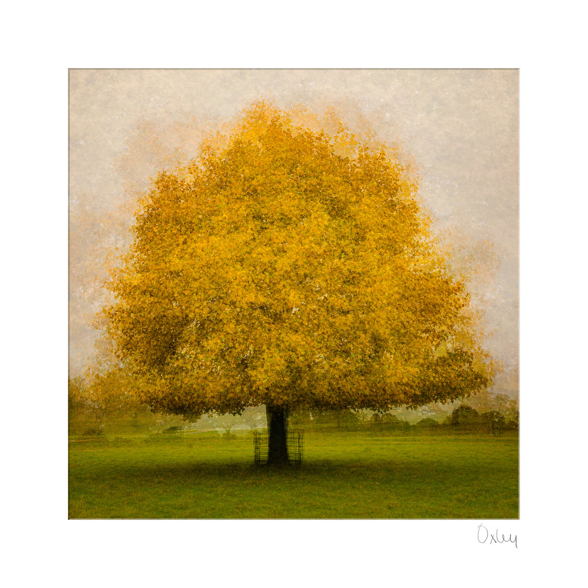 The Golden Tree Mounted Photograph - Steve Oxley_Just Makers
