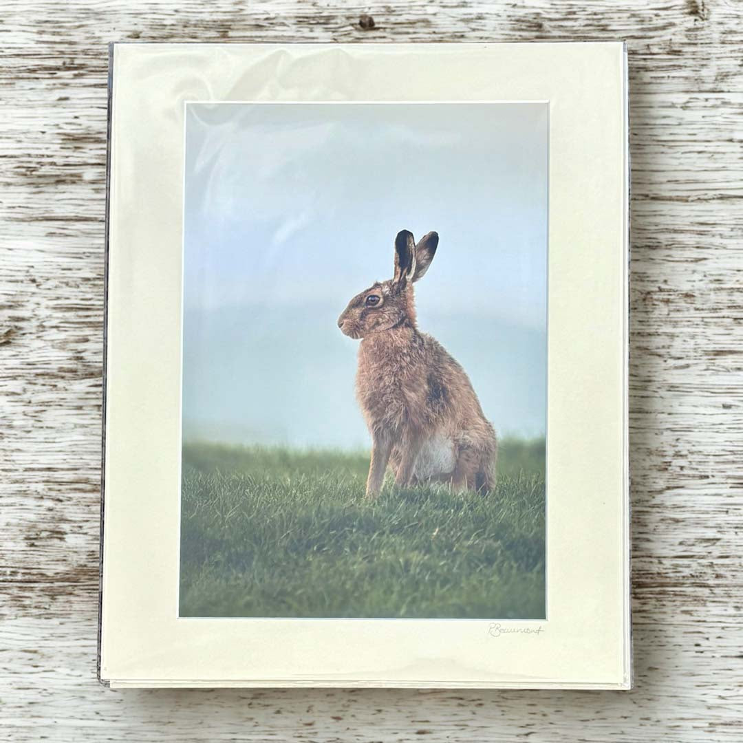 Alert Hare Photograph - Paula Beaumont Adventures_Just Makers