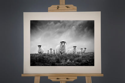 Black and White Sheep Photograph - Paula Beaumont Adventures_Just Makers