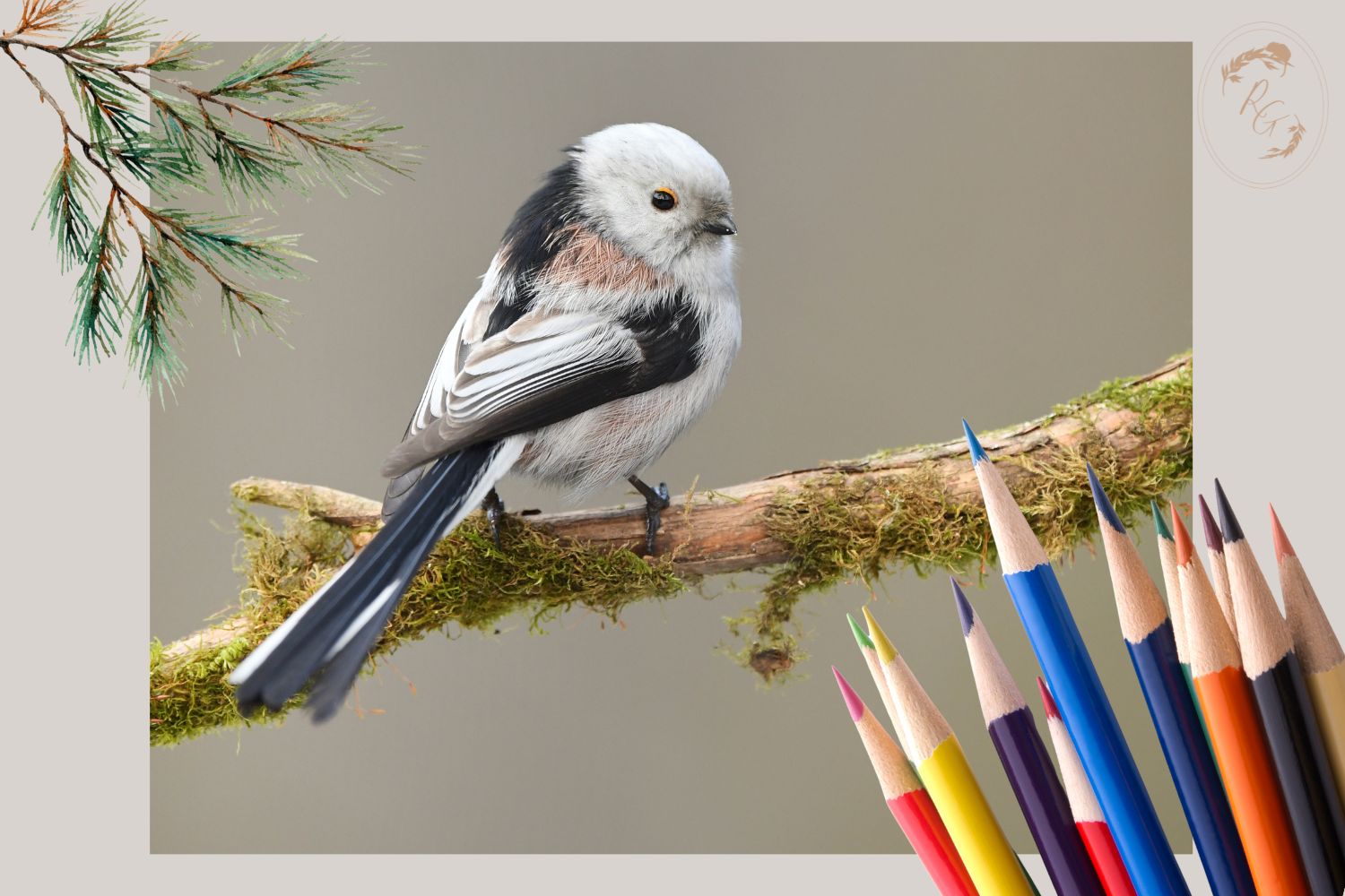 Drawing a Long-Tailed Tit with Coloured Pencils Workshop_Just Makers