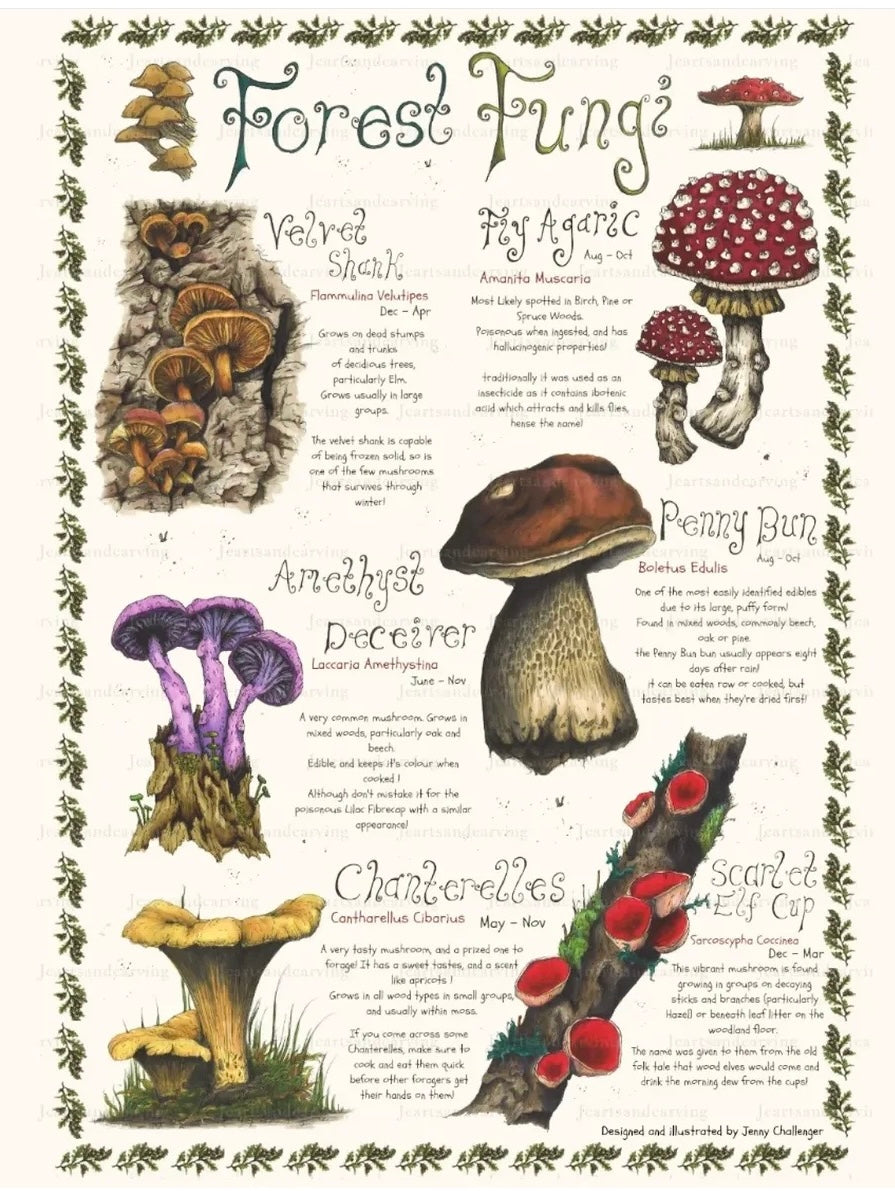Forest Fungi Poster Print - Jenny Challenger_just makers1