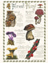 Forest Fungi Poster Print - Jenny Challenger_just makers1
