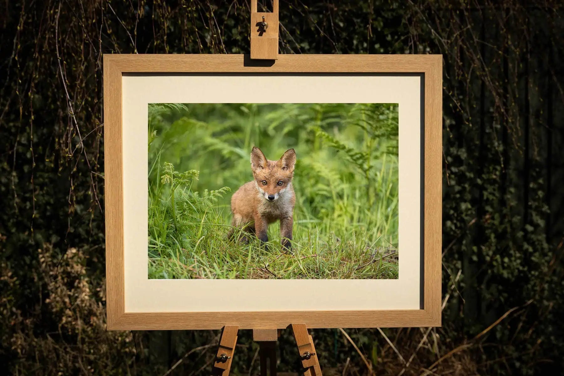 Fox Cub Photograph - Paula Beaumont Adventures_Just Makers
