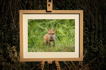 Fox Cub Photograph - Paula Beaumont Adventures_Just Makers