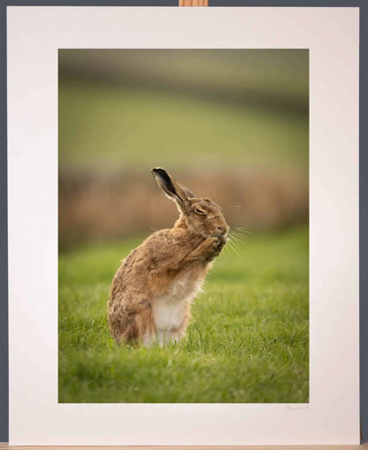 Grooming Hare Photograph - Paula Beaumont Adventures_Just Makers