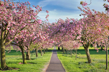 Harrogate Stray Photograph - Paula Beaumont Adventures_Just Makers
