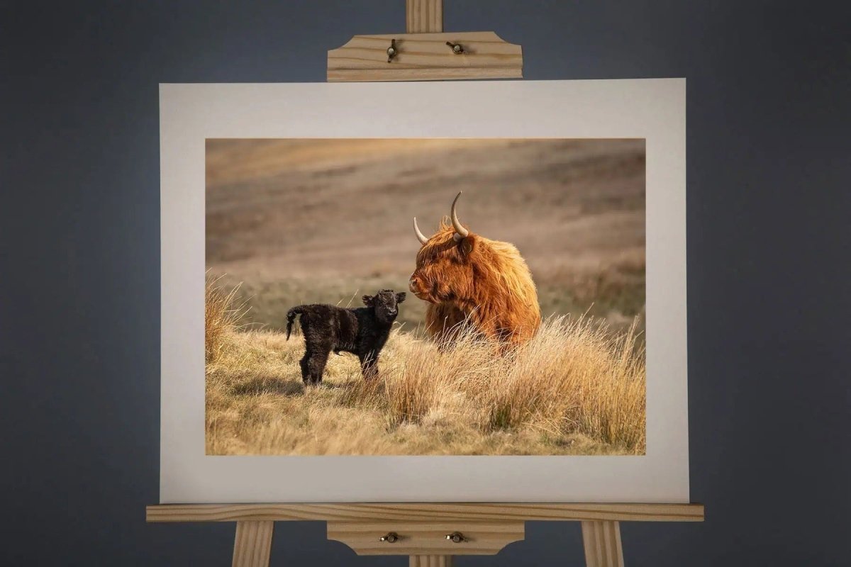 Highland Bond Photograph - Paula Beaumont Adventures - Just Makers Paula Beaumont Adventures