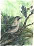 A watercolor-style illustration of a small bird perched on a tree branch with oak leaves and acorns, set against a soft green background.