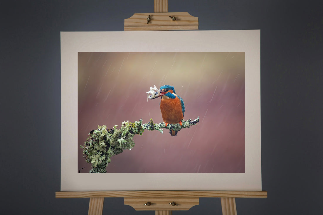 Kingfisher 2 Photograph - Paula Beaumont Adventures_Just Makers