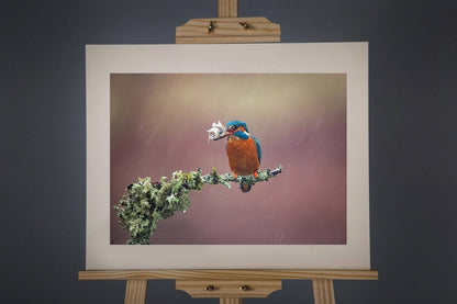 Kingfisher 2 Photograph - Paula Beaumont Adventures - Just Makers Paula Beaumont Adventures