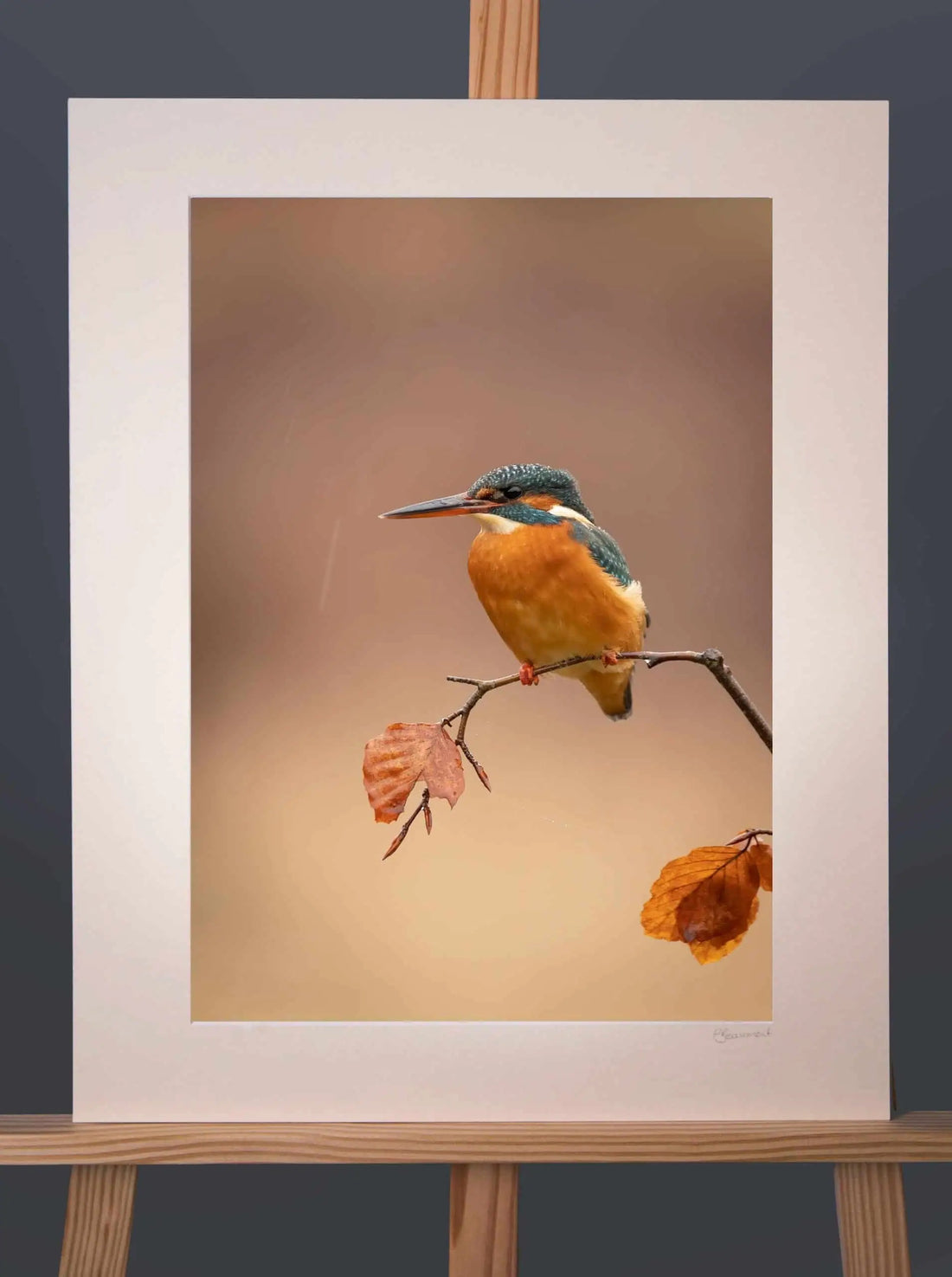 Kingfisher 3 Photograph - Paula Beaumont Adventures_Just Makers
