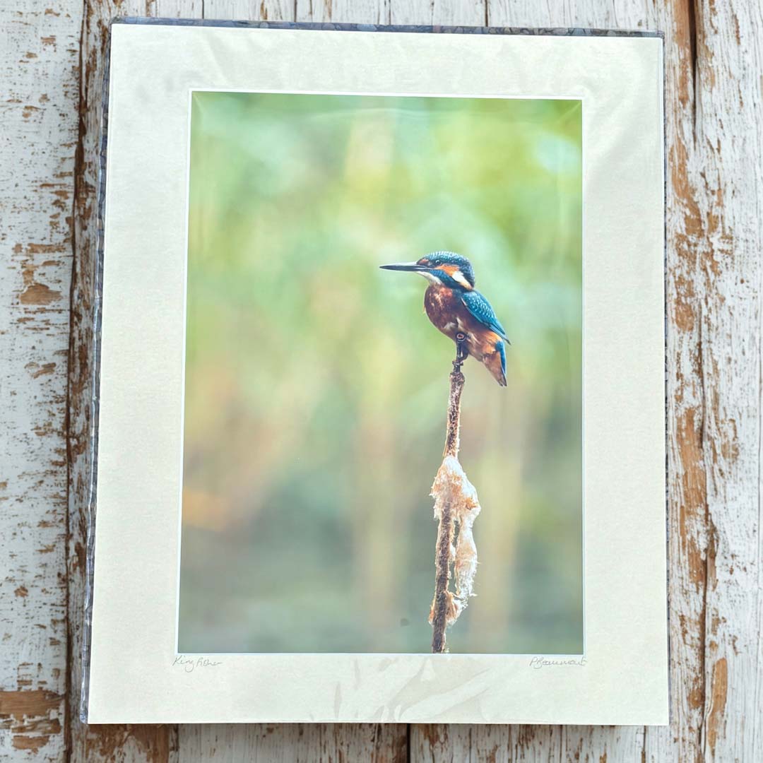 Kingfisher on a Reed Photograph - Paula Beaumont Adventures_Just Makers