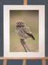 Little Owl Photograph - Paula Beaumont Adventures_Just Makers