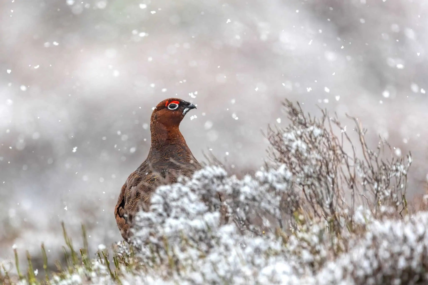 Red Grouse Photograph - Paula Beaumont Adventures_Just Makers