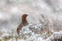 Red Grouse Photograph - Paula Beaumont Adventures_Just Makers
