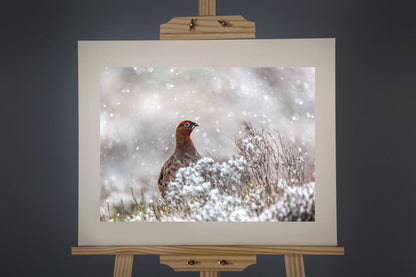Red Grouse Photograph - Paula Beaumont Adventures_Just Makers