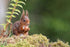 Red Squirrel Photograph - Paula Beaumont Adventures_Just Makers