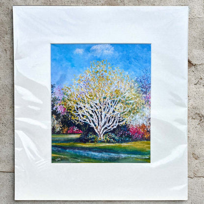 Silver Birch Grayswood&