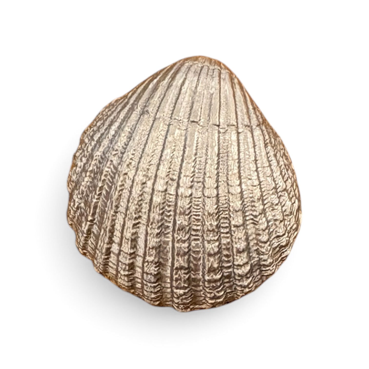 Small Seagull Shell by Sarah Tustin_Just Makers